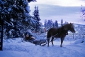 h�st med rissla