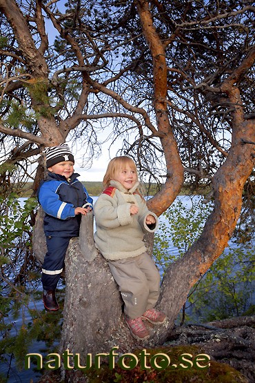 Barn leker i tr�d,tall
pinus sylvestris
pine tree, ruoksuj�rvi, idivuoma, lappland  