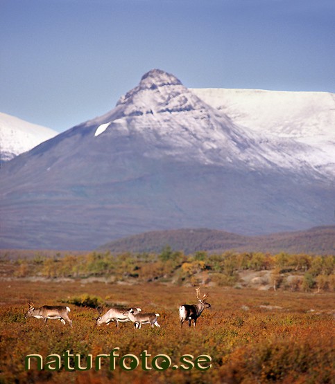 Renar vid p�ltsa, laireguoika kummadalen gobmevaggi bealcan lappland  