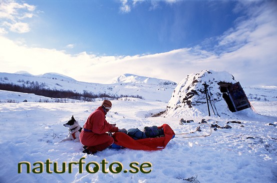 Med hund och pulka vid torvk�tan, t�ltl�gret, abisko, lappland  