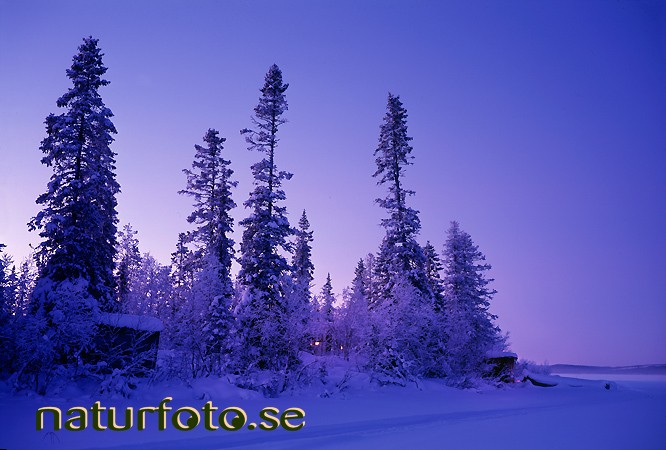 Norrlandsgranar, sautusj�rvi, paksuniemi, lappland  