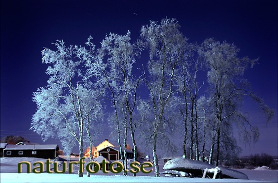 bj�rkdunge i m�nskensnatten, mertaj�rvi, lappland - lapland bilder images turquoise turkos midvinter midwinter jul christmas 99122449 lappland bj�rkar birches g�rd hus houses sn� snow vinter mertaj�rvi bj�rkdunge m�nskensnatten moonlights night landsbygder countryside byar villages m�rker m�rkt darkness m�ne moonlight m�nsken  