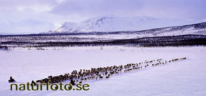 Rendrivning, gaiddasjavri roahpi rensj�n  gabna sameby lappland  