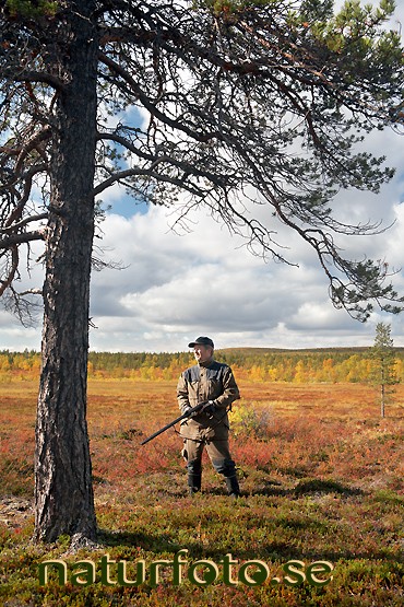 F�gelj�gare
pinus sylvestris
pine tree, vid rajavaara, karesuando lappland  