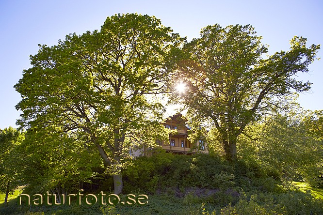 Villa emma
ronneby brunnspark, ronneby, blekinge  