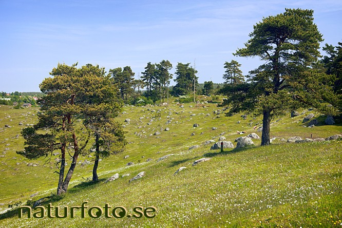 Tallar p� degeberga backar
pinus sylvestris
pine tree, degeberga, sk�ne   