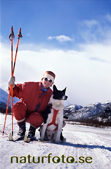 Skid�kare med hund, laddjuvaggi, lappland  
