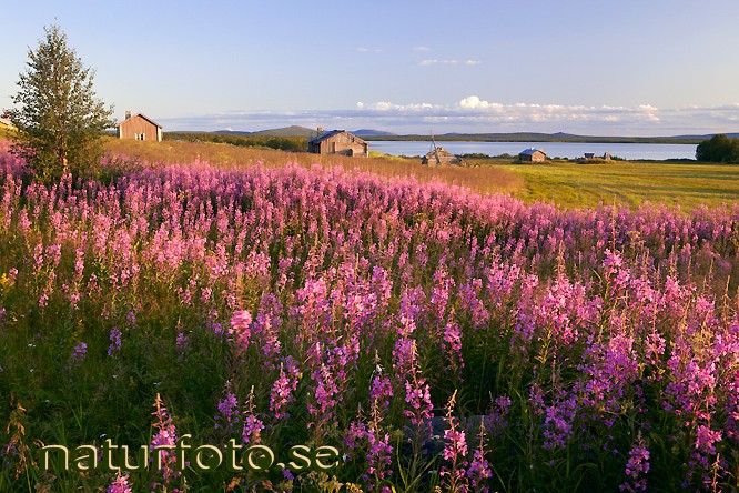 Mj�lk�rt 
epilobium angustifolium, mertaj�rvi, lappland  