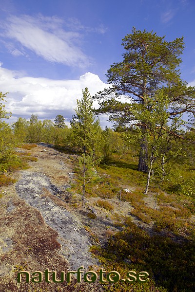 H�ll och tall, tallar
pinus sylvestris
pine tree, mertavaara, mertaj�rvi, lappland  