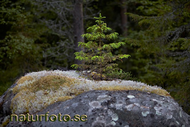 Gran p� stenblock
picea abies, r�rb�ck, norrbotten  