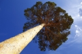 suptallen, tallar
pinus sylvestris
pine tree