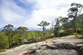 tallar på hällmark
the high coast, world heritage area
pinus sylvestris
pine tree