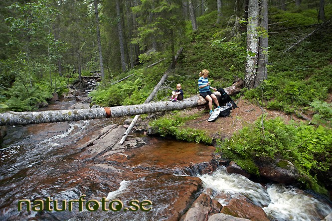 Skravelb�cken
the high coast, world heritage area, skuleskogens nationalpark, �ngermanland 
v�rldsarvet h�ga kusten   