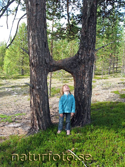 siamesiska tallar
pinus sylvestris
pine tree, paksuniemi, lappland - tr�d lapland bilder images tr�den st�ende vertical paksuniemi siamesiska tallar lappland 08082549 trees pines children barn girls flicka flickor tillsammans together v�xter plants m�nniska m�nniskor persons people nature pinus sylvestris pine tree  