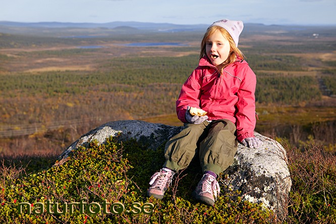 En macka p� stenen, luossavaara, kiruna, lappland  