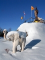 elefant