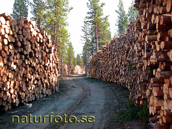 Timmer, tallar
pinus sylvestris
pine tree,   