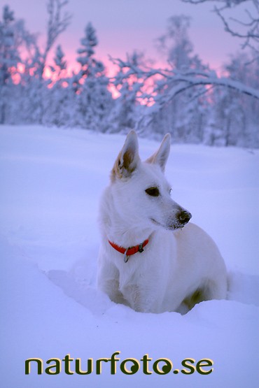 Vit hund, alaskan husky, lappland  