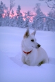 vit hund