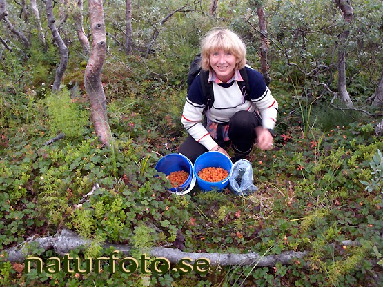 Glad hjortronplockare, kirunafj�llen, lappland  