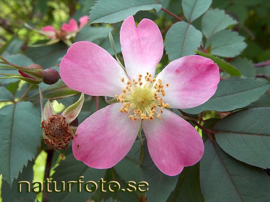 Daggros
rosa glauca,   