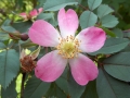 daggros
rosa glauca