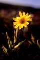 fj�llarnika
arnica angustifolia