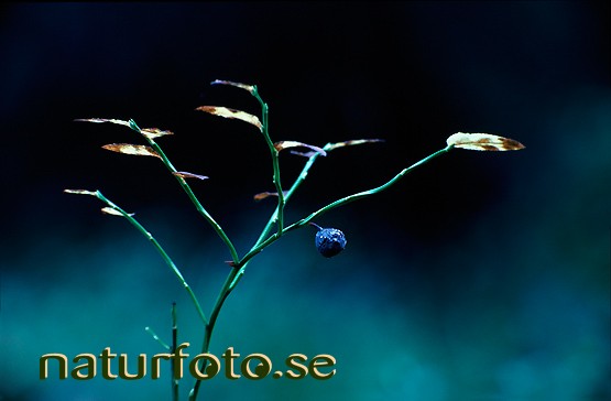 bl�b�r
vaccinium myrtillus,  - fj�llv�xterna blue bl� images bilder plants berry berries b�r ensamt lonely autumn h�st natures nature fj�llv�xter mountain  