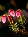 lappljung
phyllodoce caerulea