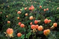 hjortron
rubus chamaemórus
cloud berries
