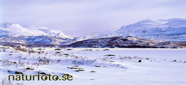 Tornehamn, stallobieskkenjarga, lappland  