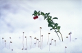 lingon och björnmossans sporkapslar i snön
vaccinium vitis-vidaea