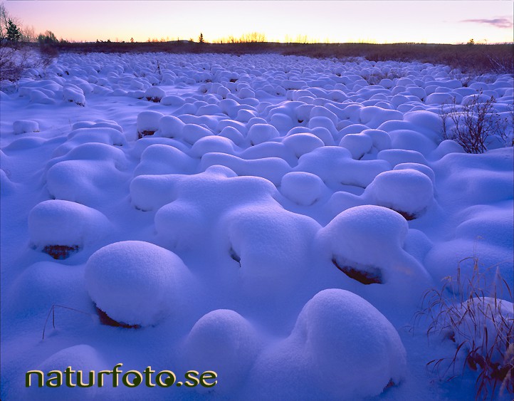 Tuvstarr, vittangi lappland  