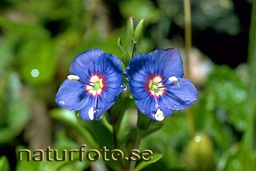 Klippveronika 
veronica fruticans,   