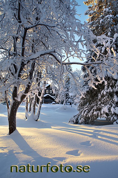 Hjalmar lundbohmsg�rden, kiruna, lappland  