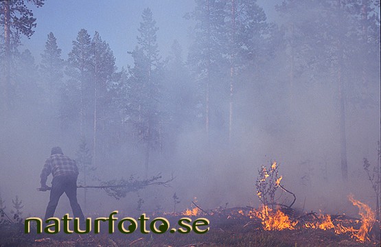 Brandbek�mpning, jukkasj�rvi, lappland  