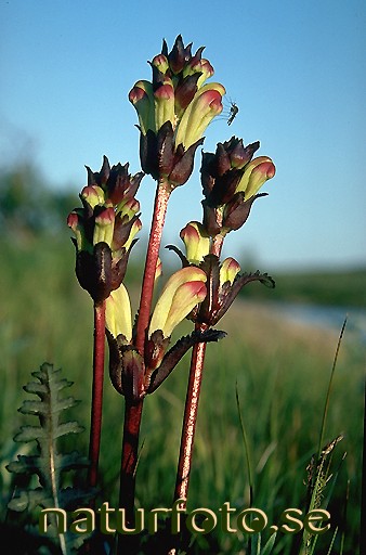 Kung karls spira
pedicularis sceptrum, v�sterbottens landskapsblomma  