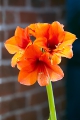 amaryllis