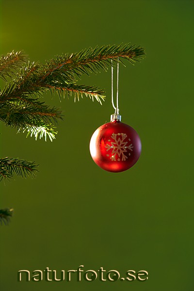 Julgranskula,   