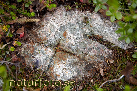 Struves meridianb�ge, m�tpunkt tynnyrilaki, lappland  