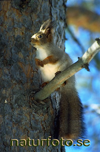 Ekorre,   