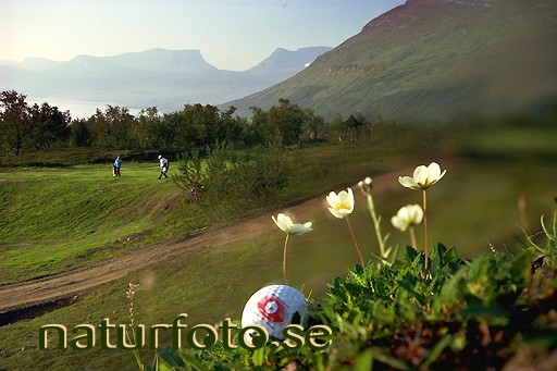 Golfboll och fj�llsippor
dryas octopetala, bj�rkliden, lapporten, lapland   