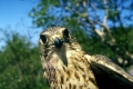 stenfalk 
falco columbaris