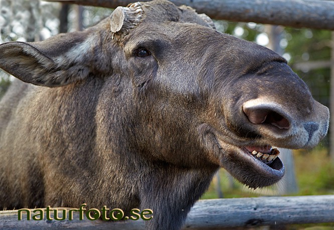 �lg 
alces alces
moose elk elch, vittangi �lgpark, lappland
moosefarm  