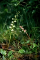 vitpyrola och klotpyrola 
pyrola rotundifolia