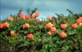 hjortron 
rubus chamaemorus
cloud berries