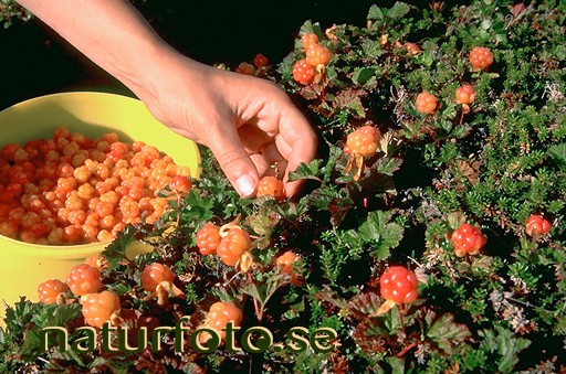 Hjortronplockning 
rubus chamaemorus
cloud berries,   