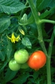 tomatodling