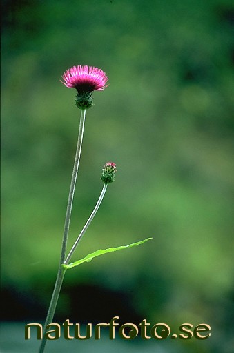 Borsttistel 
cirsium helenioides,   