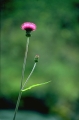 borsttistel 
cirsium helenioides